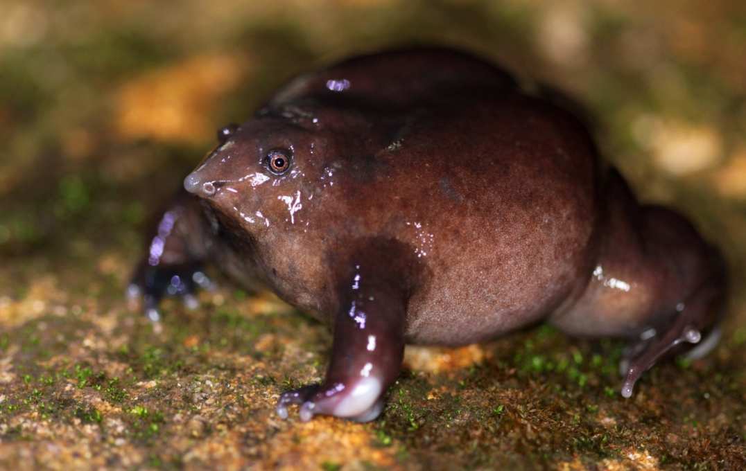 A fat purple frog