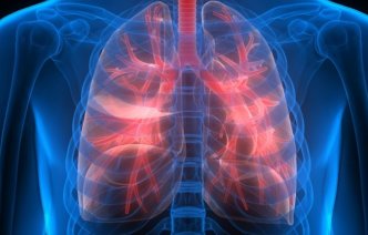 An illustration of a male human's chest cavity and lungs