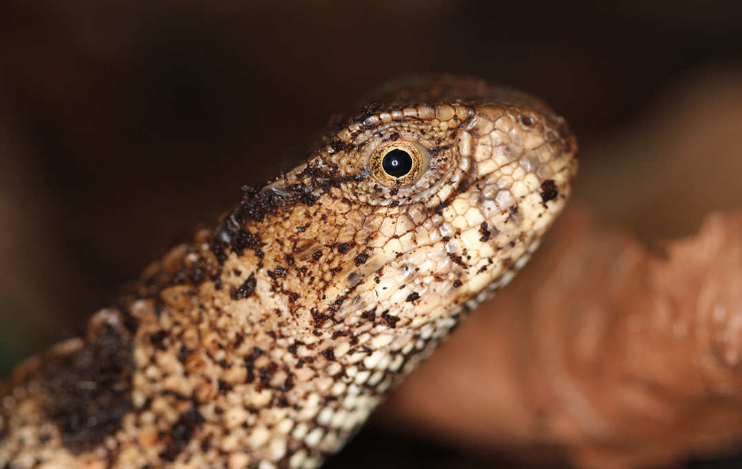Head of a brown patchy lizard