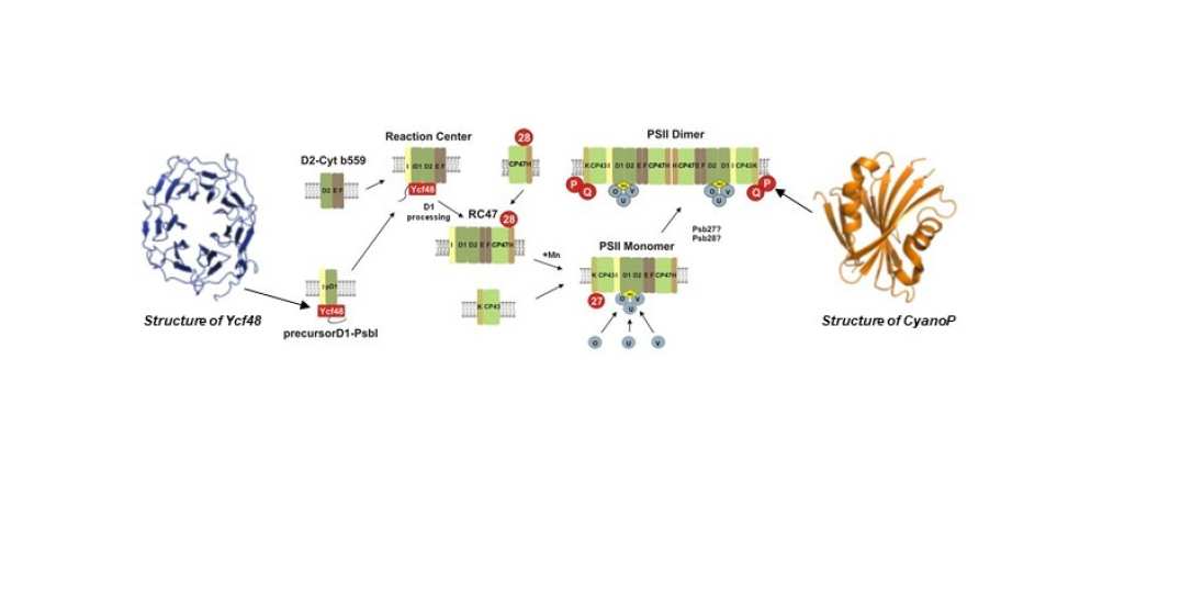 Figure 2: Current model for the step-wise assembly of PSII in cyanobacteria