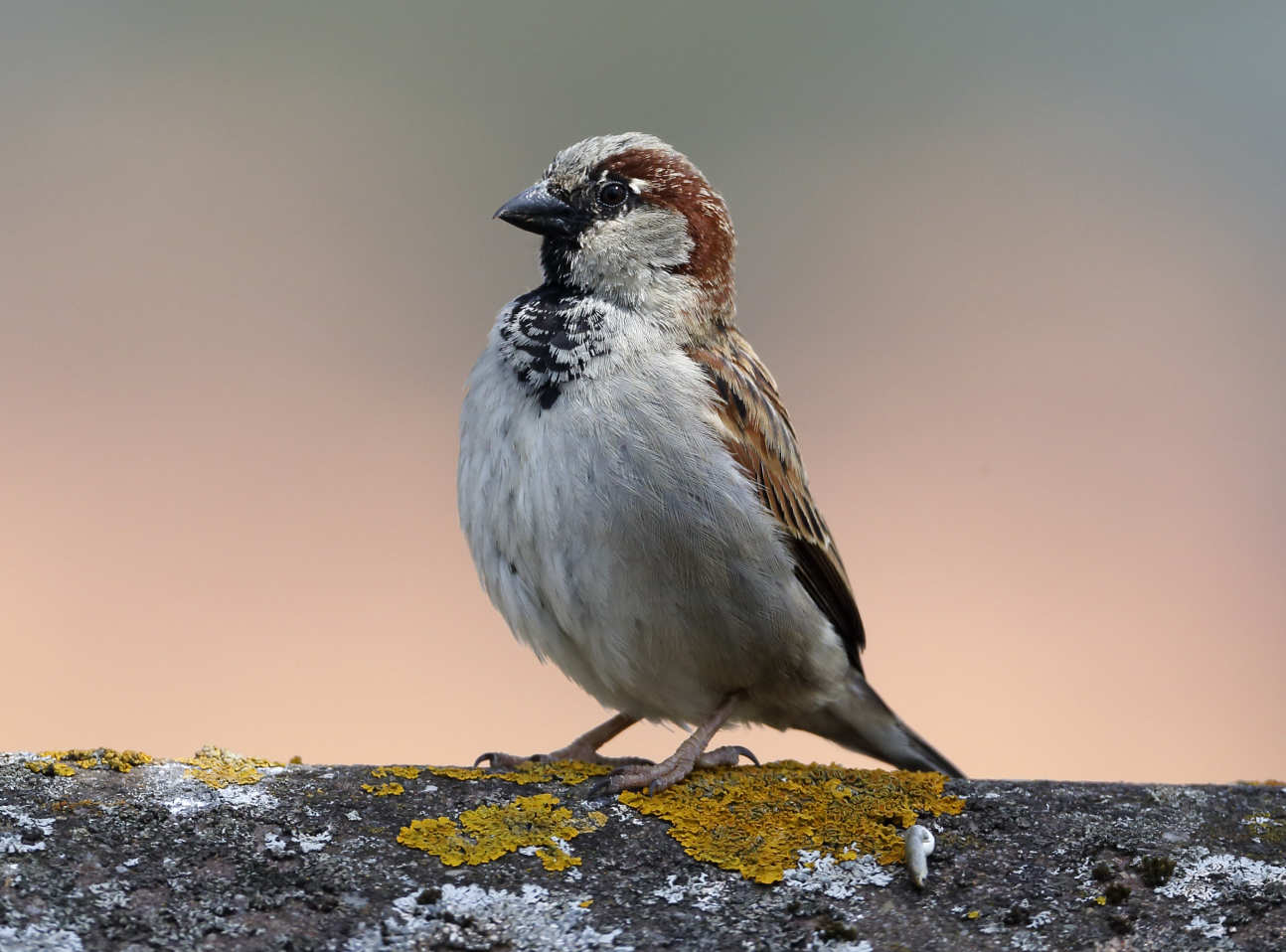 Male sparrow standing tall