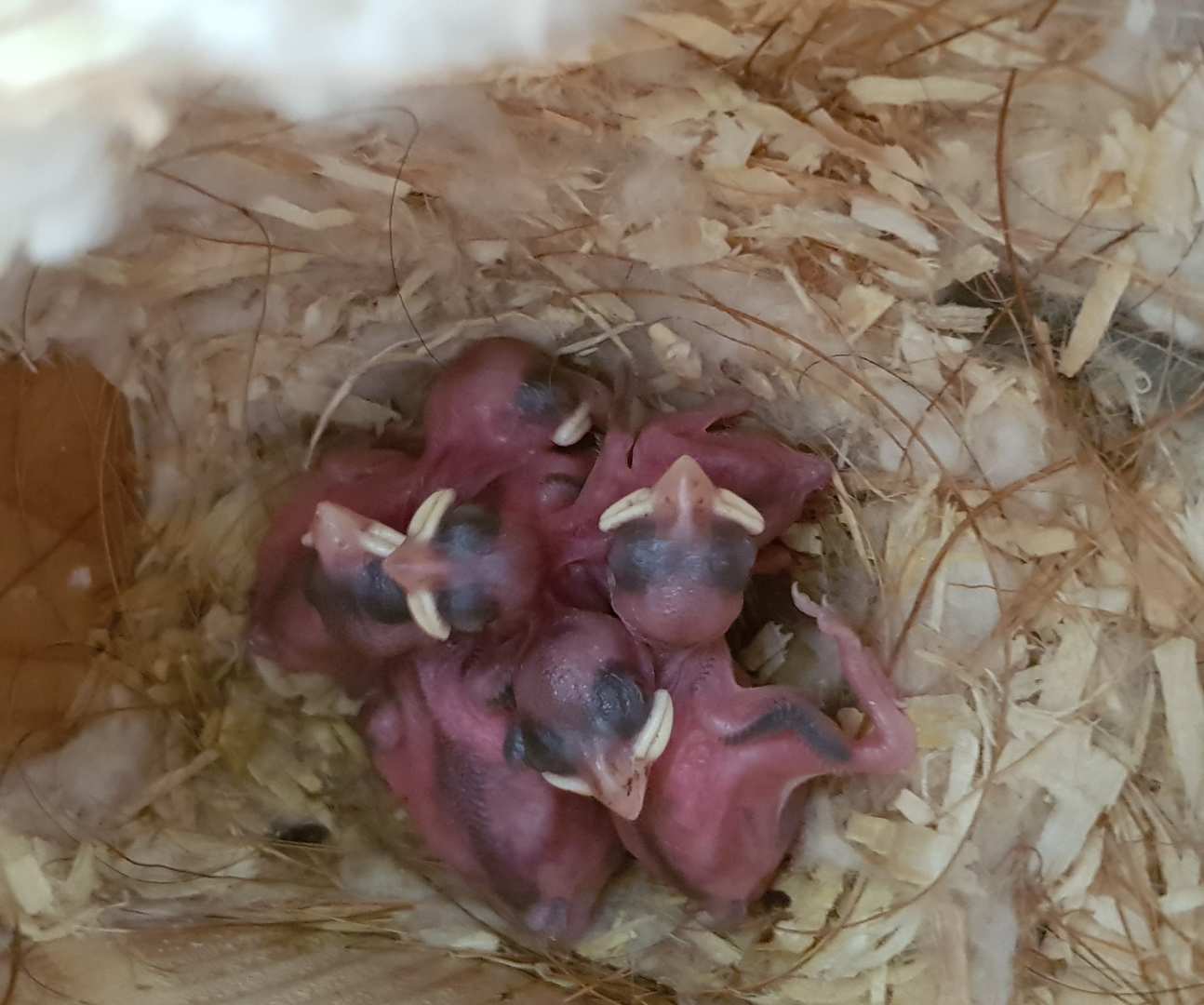 Sparrow chicks in a nest