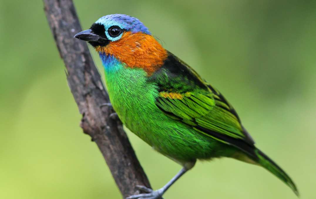 Red-necked tanager