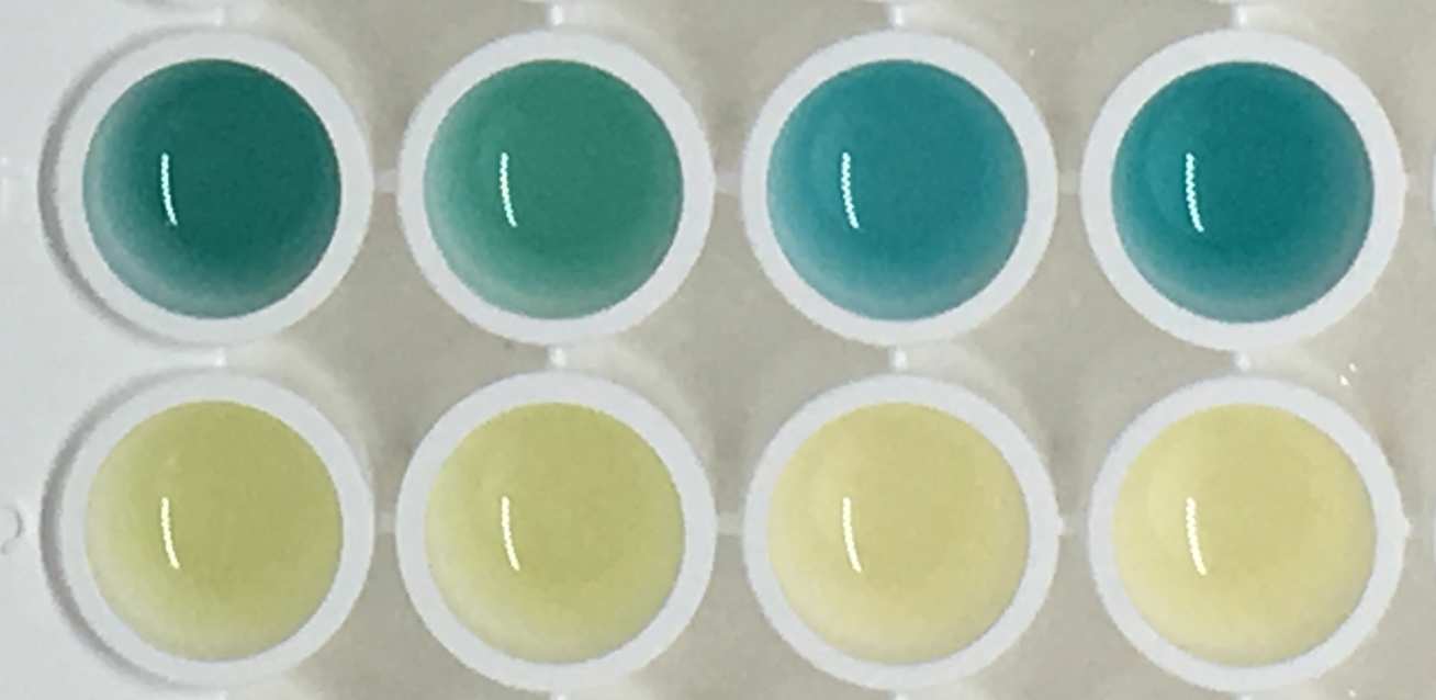 Photo of urine samples - the blue ones from the tumour-bearing mice, and the normal colour urine from the healthy mice.