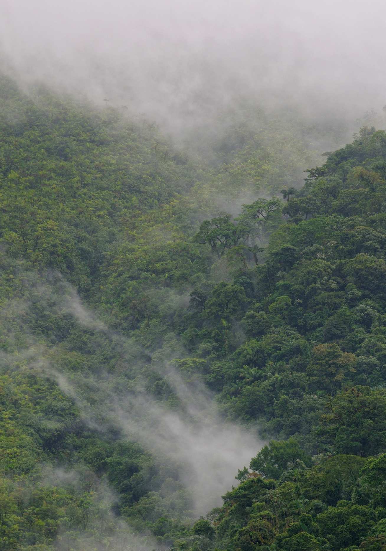 Aerial shot of cloudy rainforest