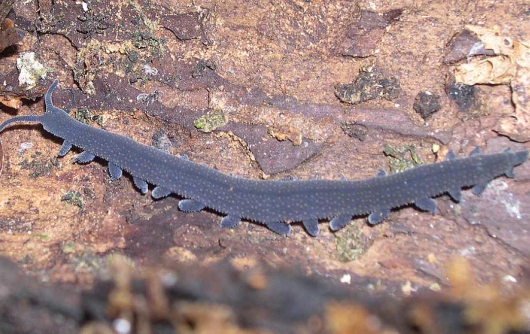 A modern Velvet worm