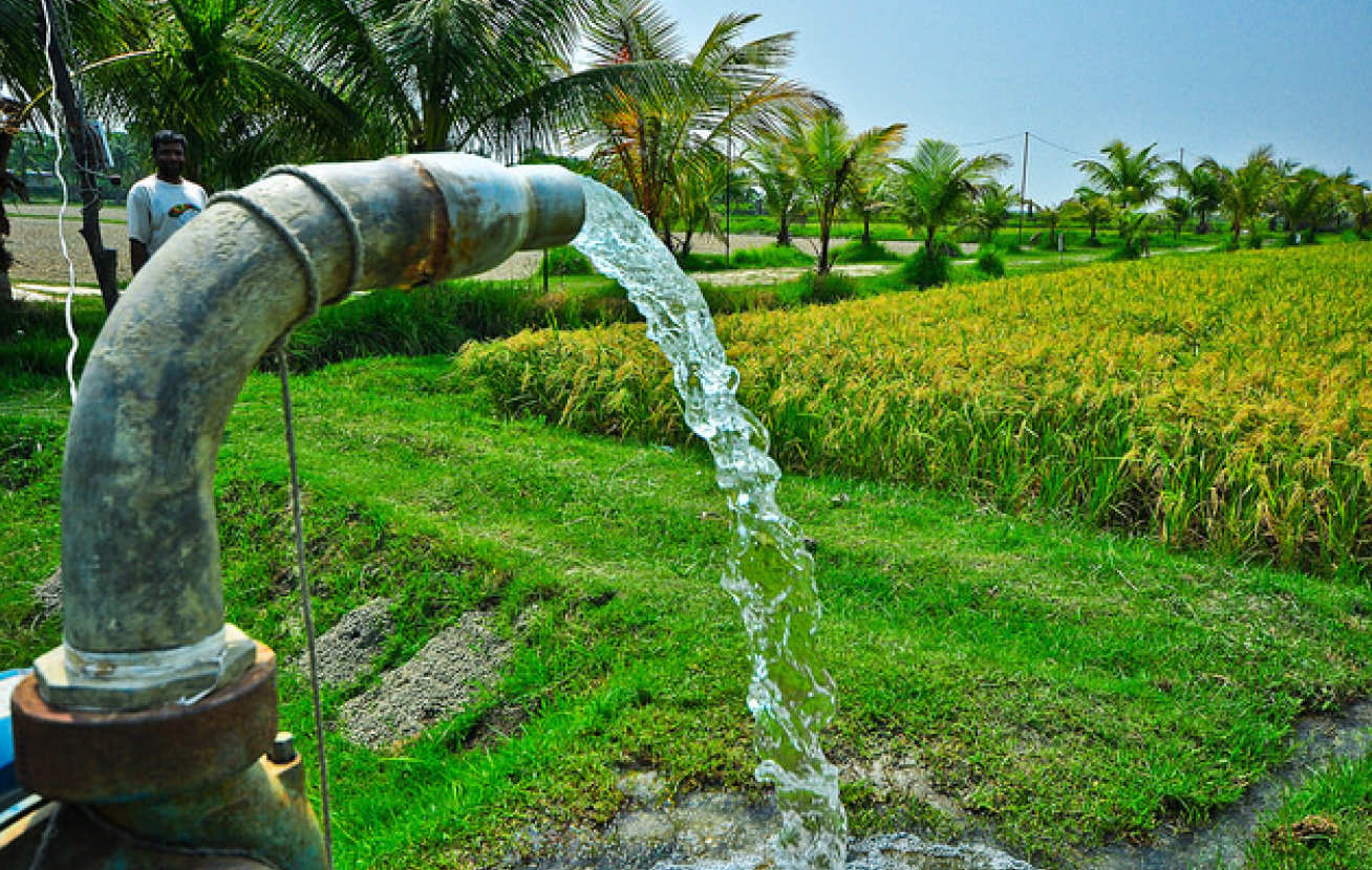 Irrigation of rice field using water pump