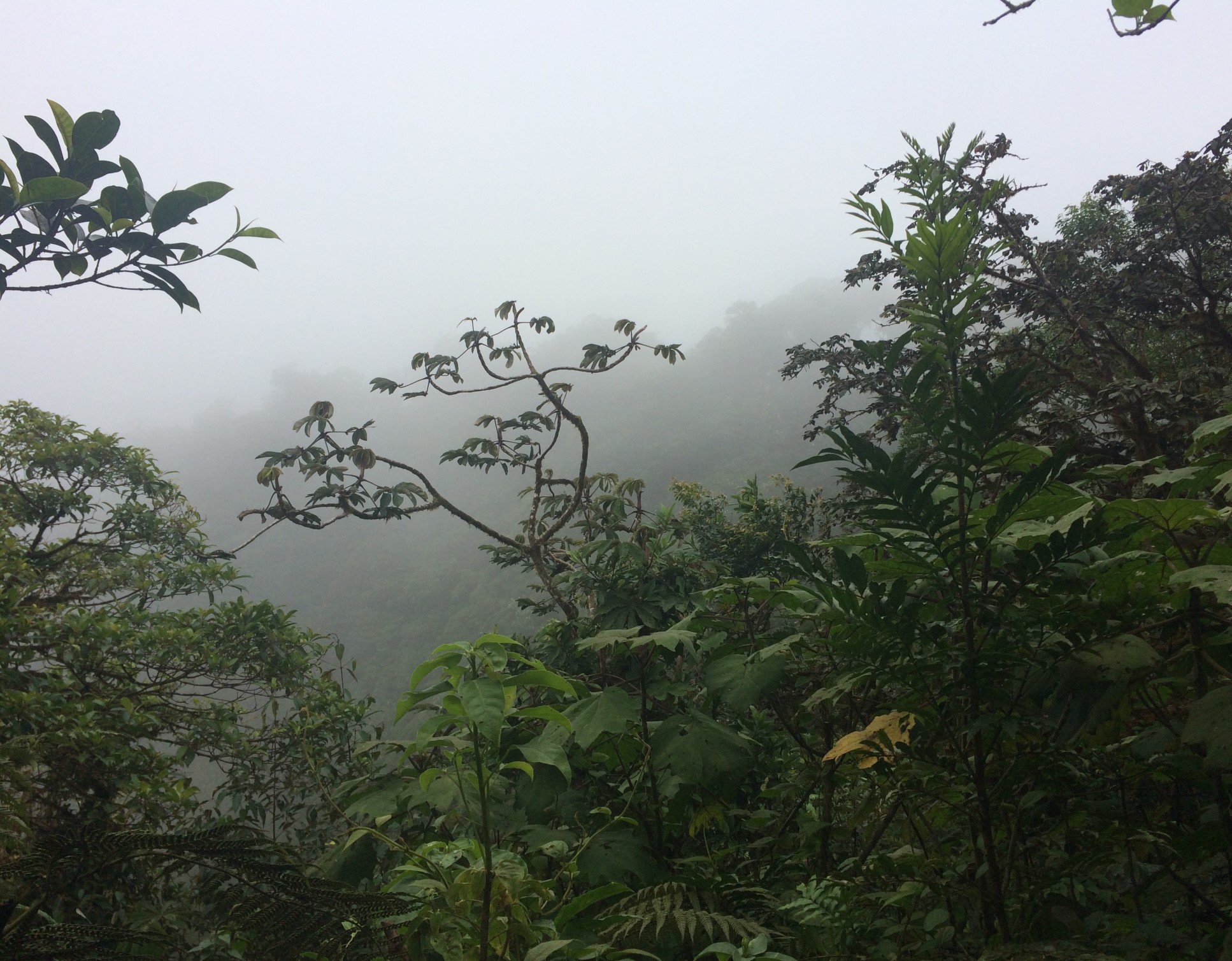 A cloud forest near Monteverde, Costa Rica