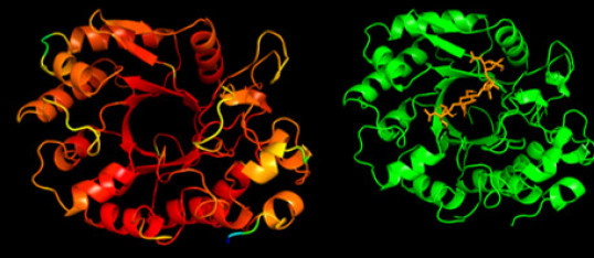 CHL1 protein 