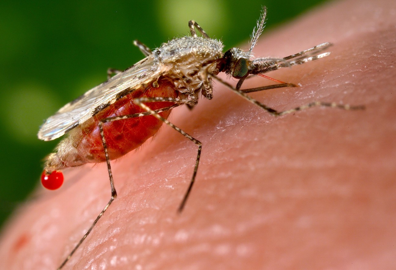 A mosquito drinking blood