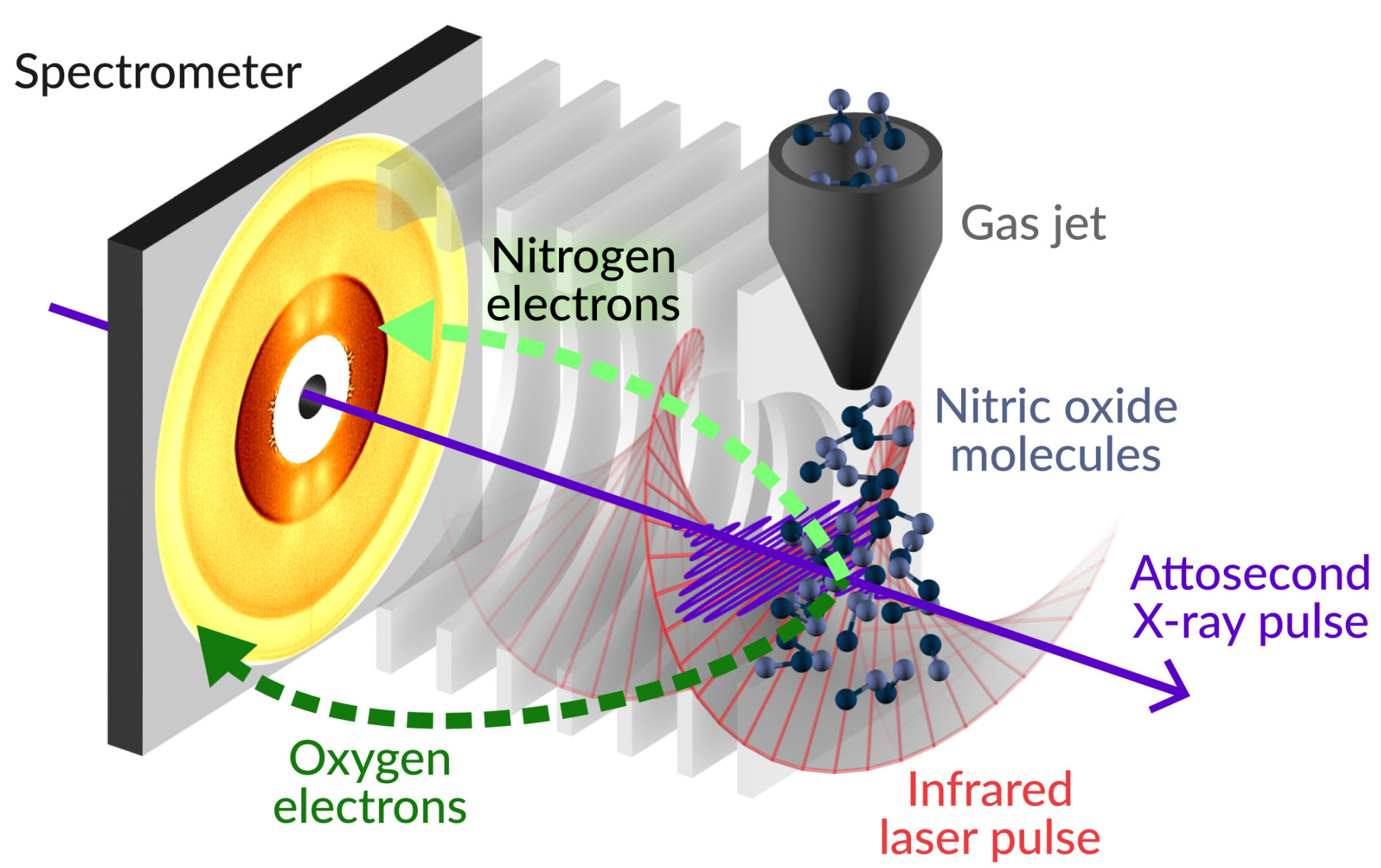 Schematic of the experimental setup, showing an attosecondx-ray pulse and an infrared laser pulse fired at a jet of gas made up of nitric oxide molecules, with nitrogen and oxygen electrons being emitted and detected by a spectrometer