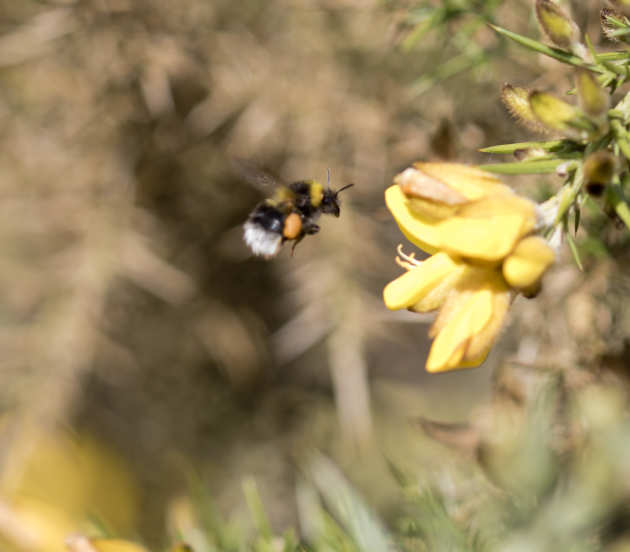 A bee on a flower