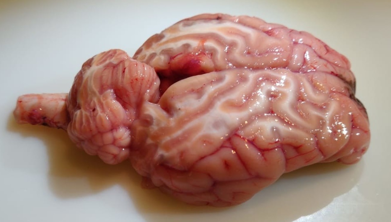 Photo of a sheep brain on a table. It's pink, and flatter than a human brain