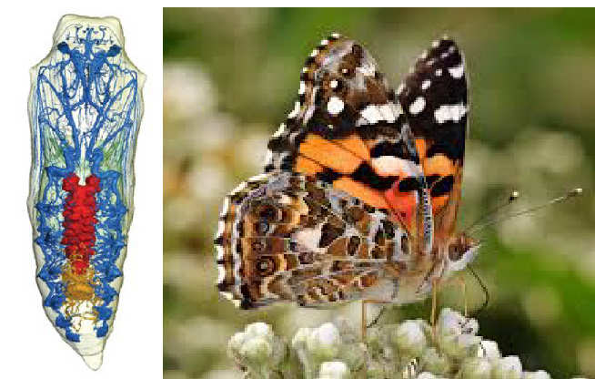 Painted lady butterfly and pupa