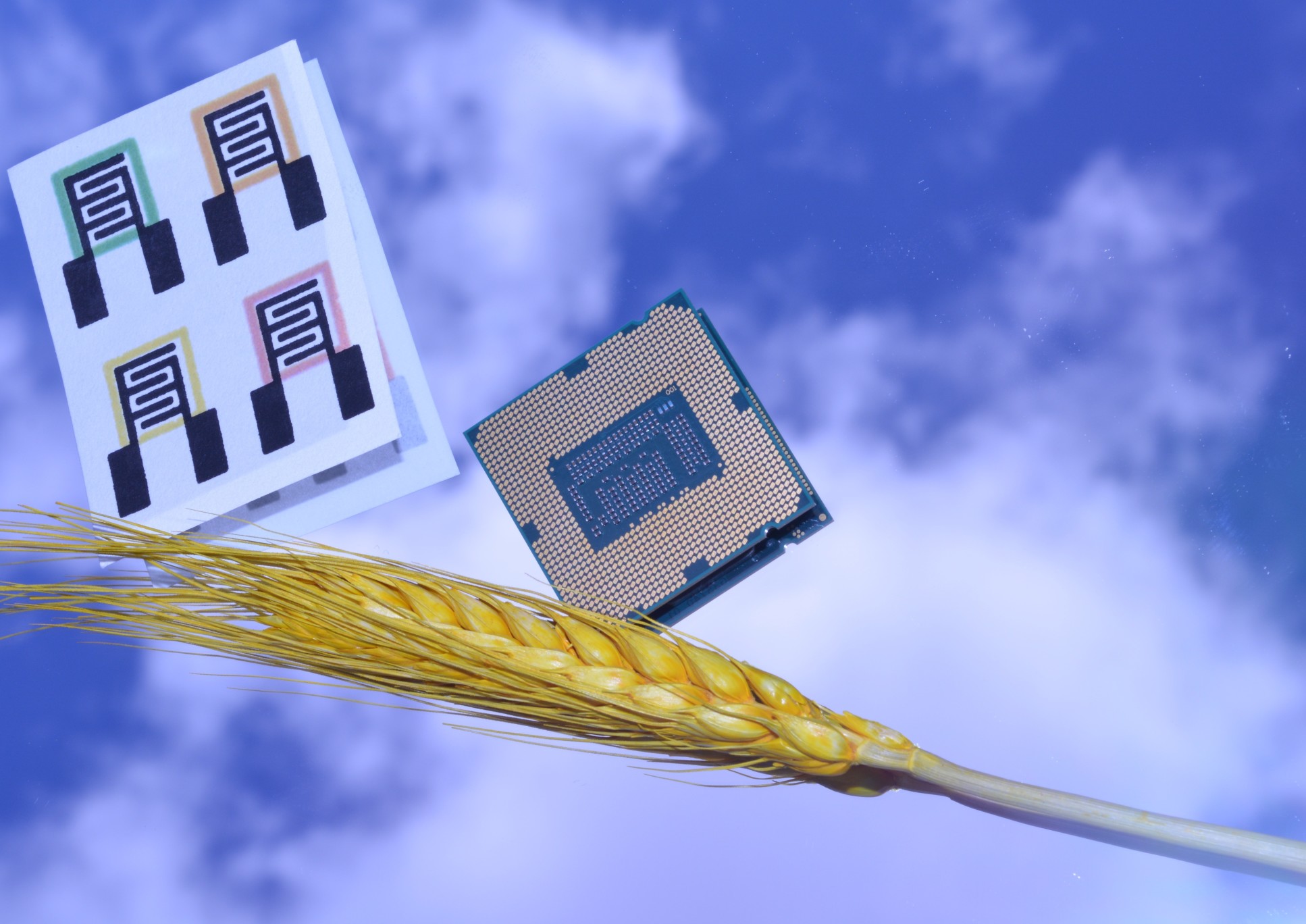 Photo of the sensor next to a head of wheat against a blue sky background