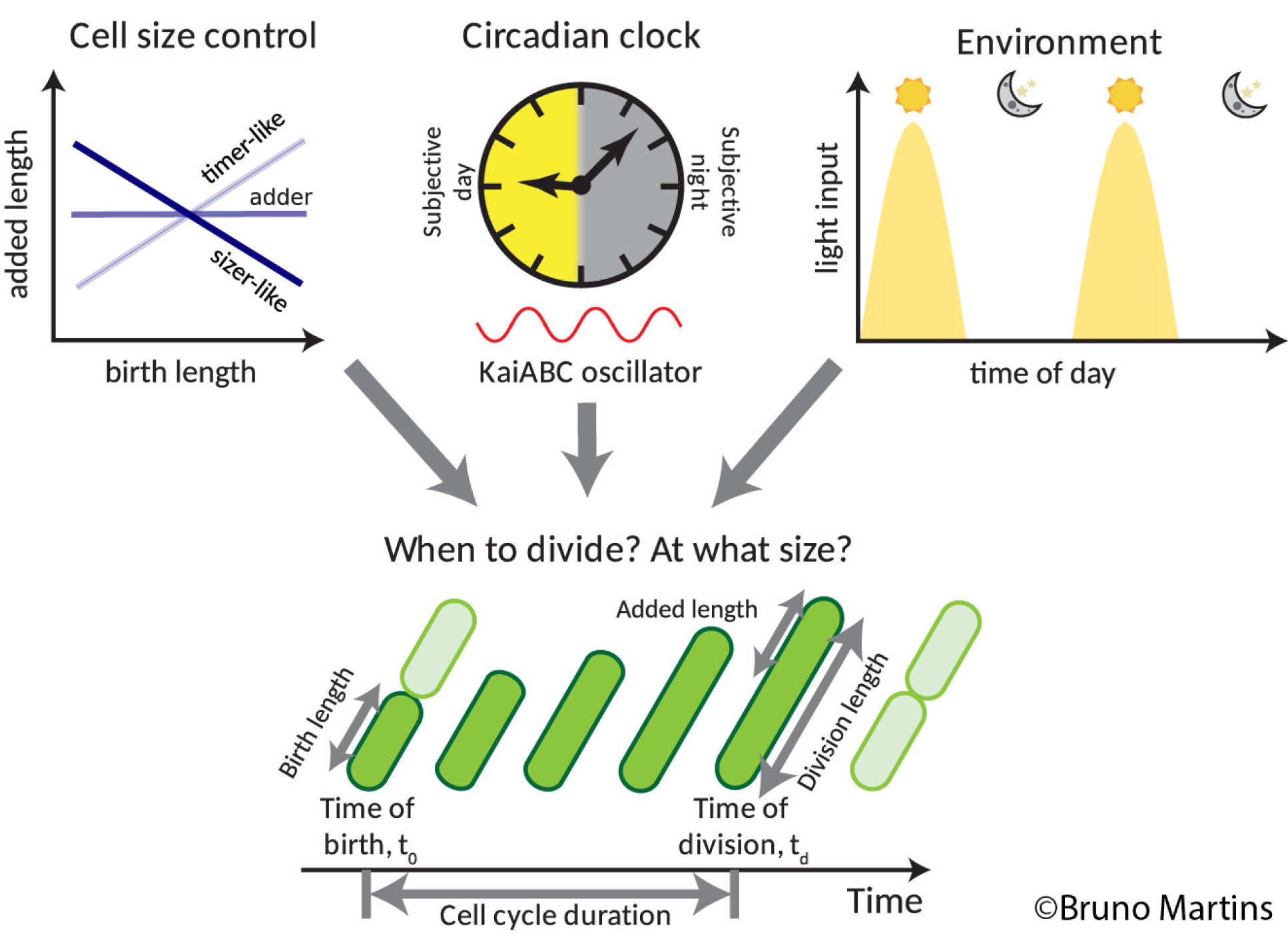 A graph of cell size, an image of a clock with day/night portion, and a graph of daylight and nighttime across 24 hours, all feeding into a graph showing different lengths of cells dividing at different times of the day