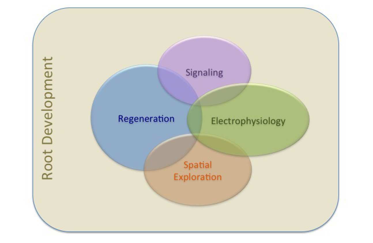 current themes diagram