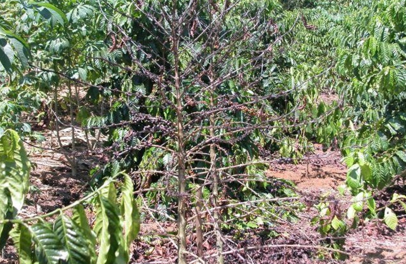 A coffee plant with no leaves and dark berries