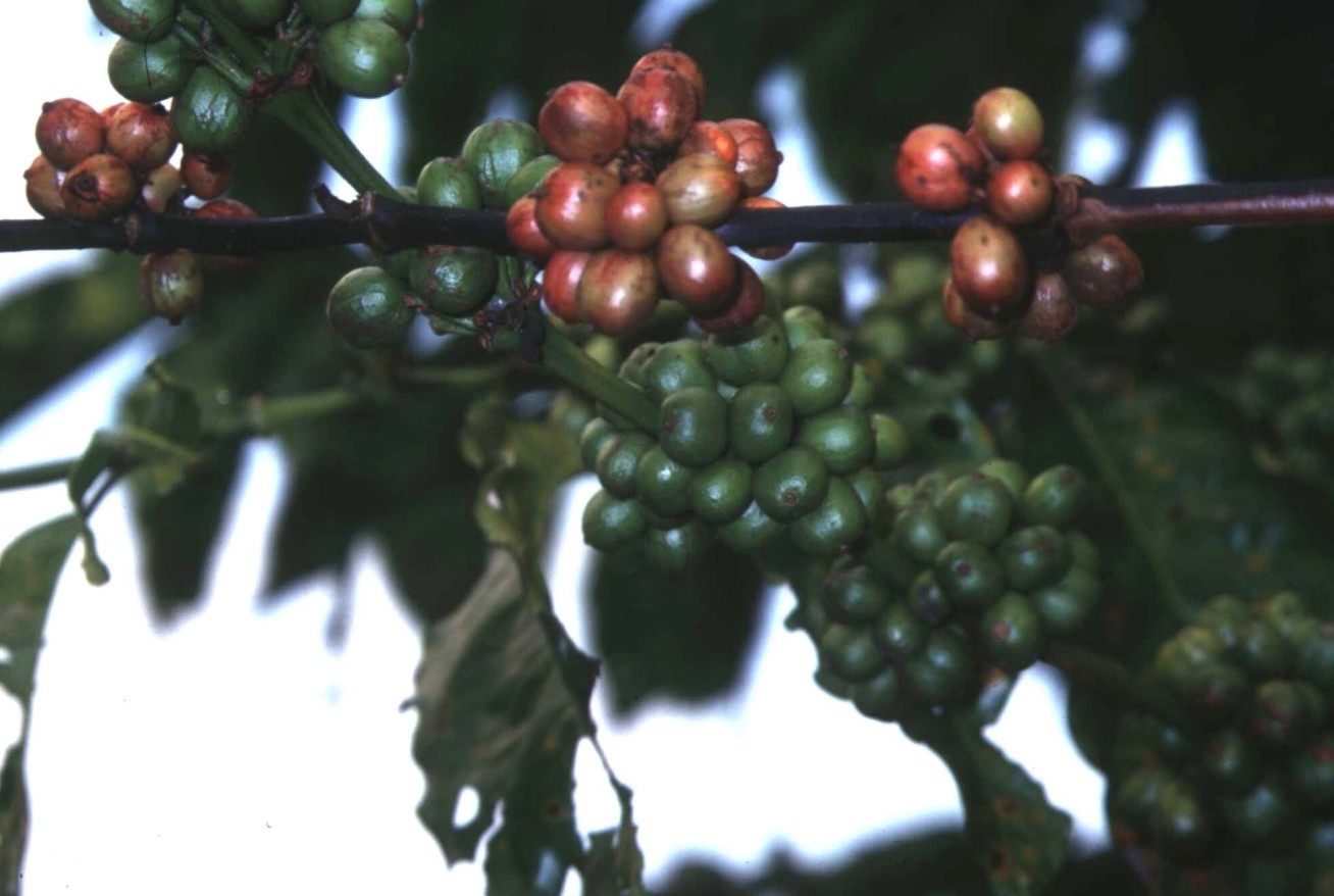 Coffee berries on a branch, some green and some turning dark red