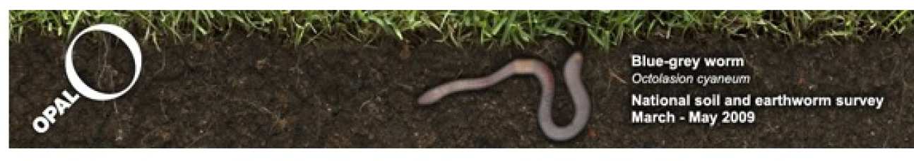 earthworm survey