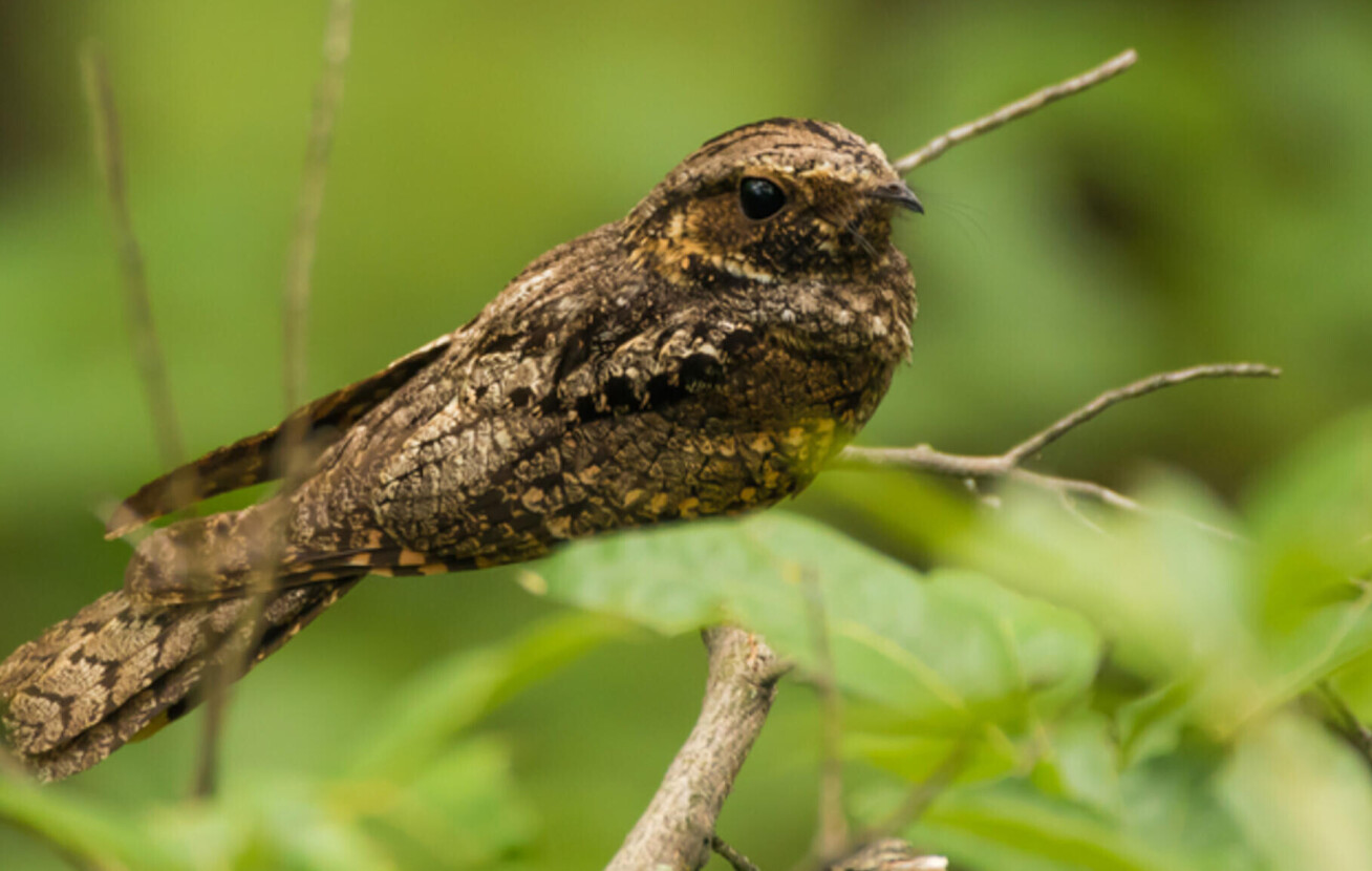 A small brown bird on a leafy branch