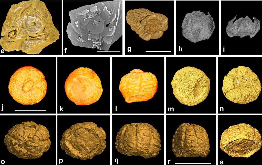 Selected fruits and seeds preserved as molds and casts in sediments from the Anjou flora of Maine-et-Loire have been reexamined with the aid of X-ray tomography.