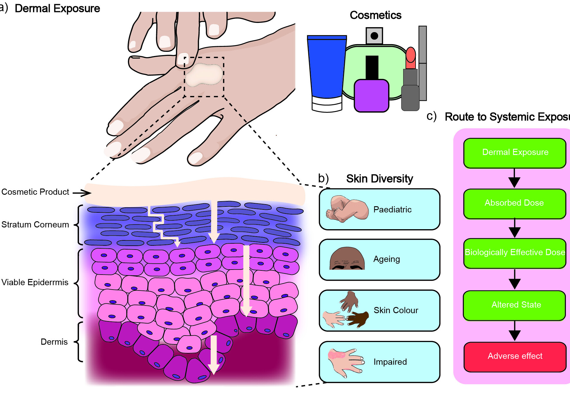 A scientific figure showing a hand and skin