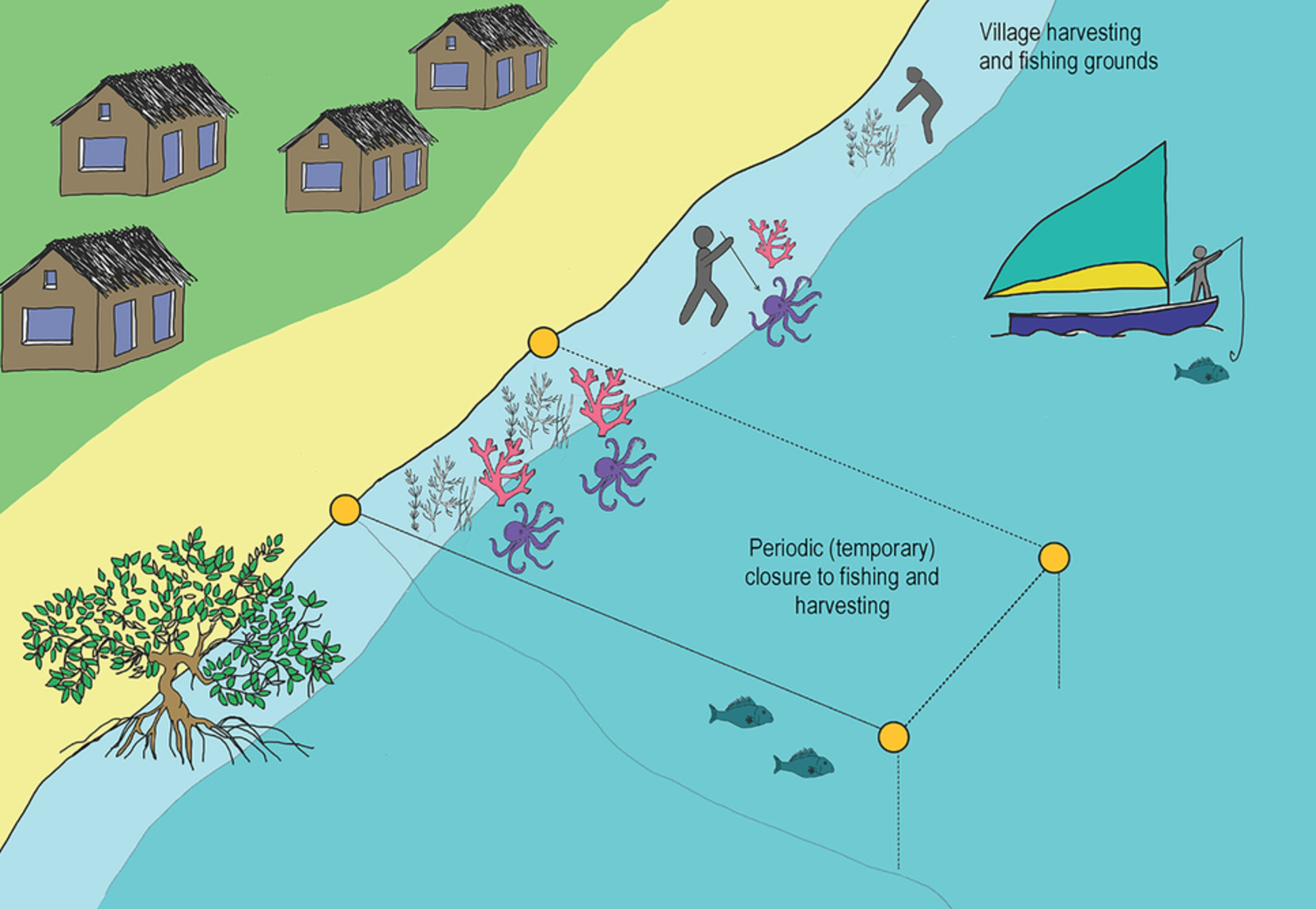 Illustration of an LMMA: On the left of the image is a village of four wooden huts, next to a strip of yellow beach, in the centre is shallow water containing octopus, corals and marine plants. One area is captioned 'village harvesting and fishing ground' where stick people are collecting plants and spearing octopus, and fishing off a boat. Below another section is cordoned off and a caption reads 'Periodic (temporary) closure to fishing and harvesting.