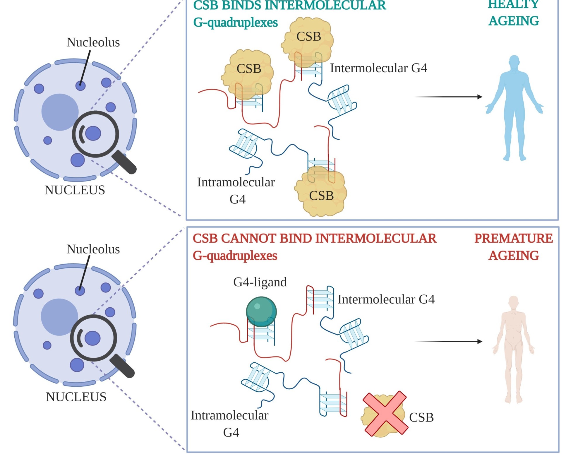 Illustration of the main findings of the paper, showing that within cell nuclei, the CSB protein binds to G-quadruplexes and results in healthy ageing, whereas when CSB cannot bind the the G-quadruplexes, premature ageing occurs