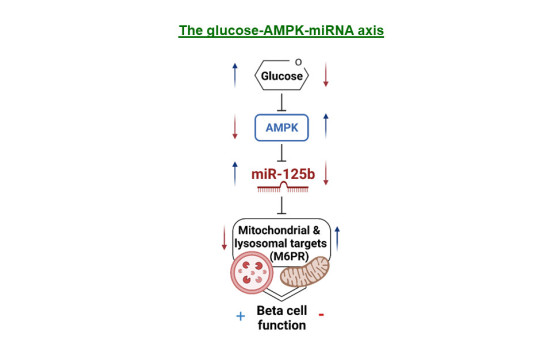 Working model of glucose-AMPK-miR-125b-Targets regulatory acis