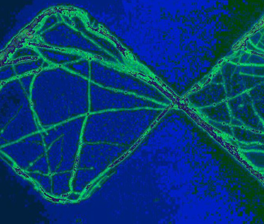 green image of a fungi on blue background; featuring our Network's logo showing we are a Network of Excellence