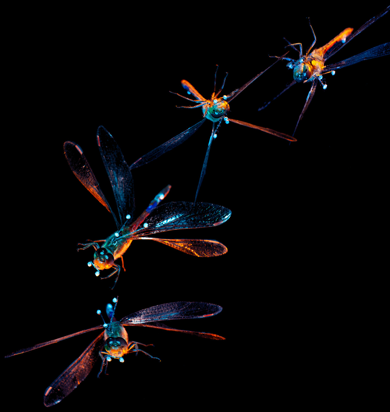 High-speed camera image of a dragonfly pitching backwards to right itself from an upside-down position