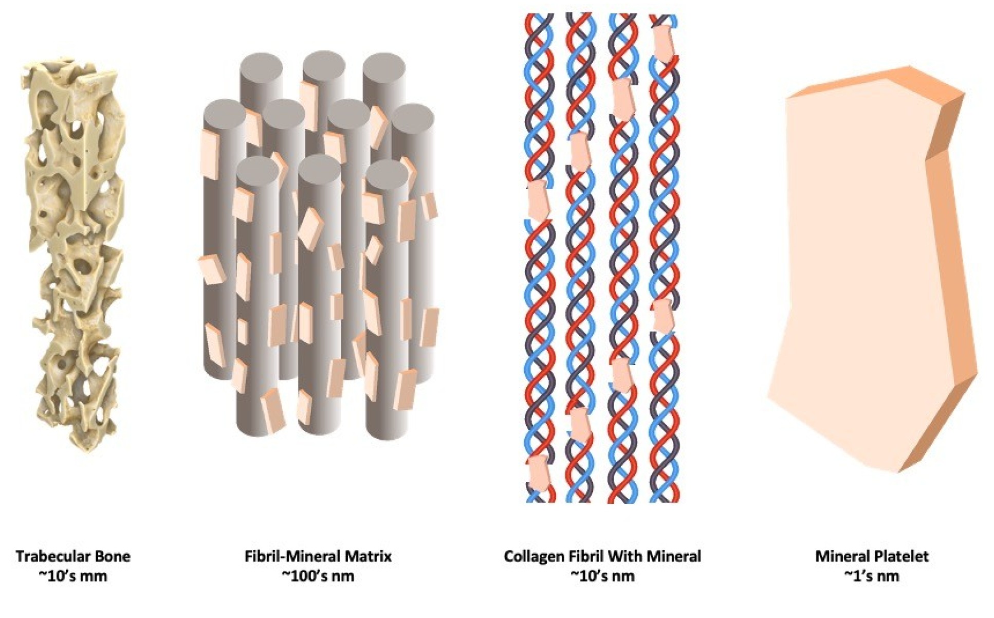 Image showing the various microstructures (mineral and collagen) of bone