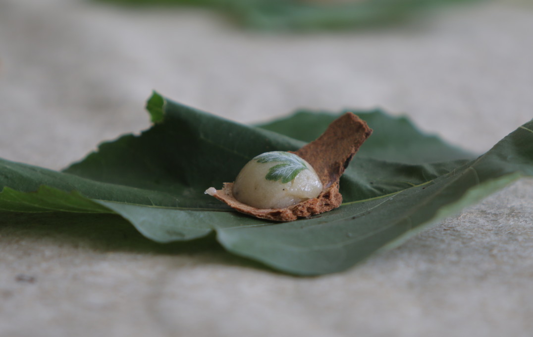 Canape on a leaf