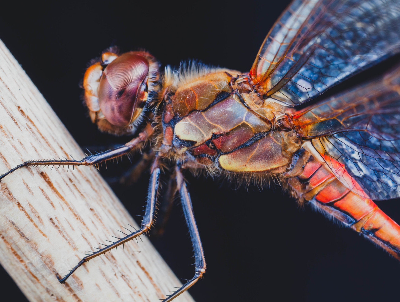 Close-up photo of the common darter dragonfly
