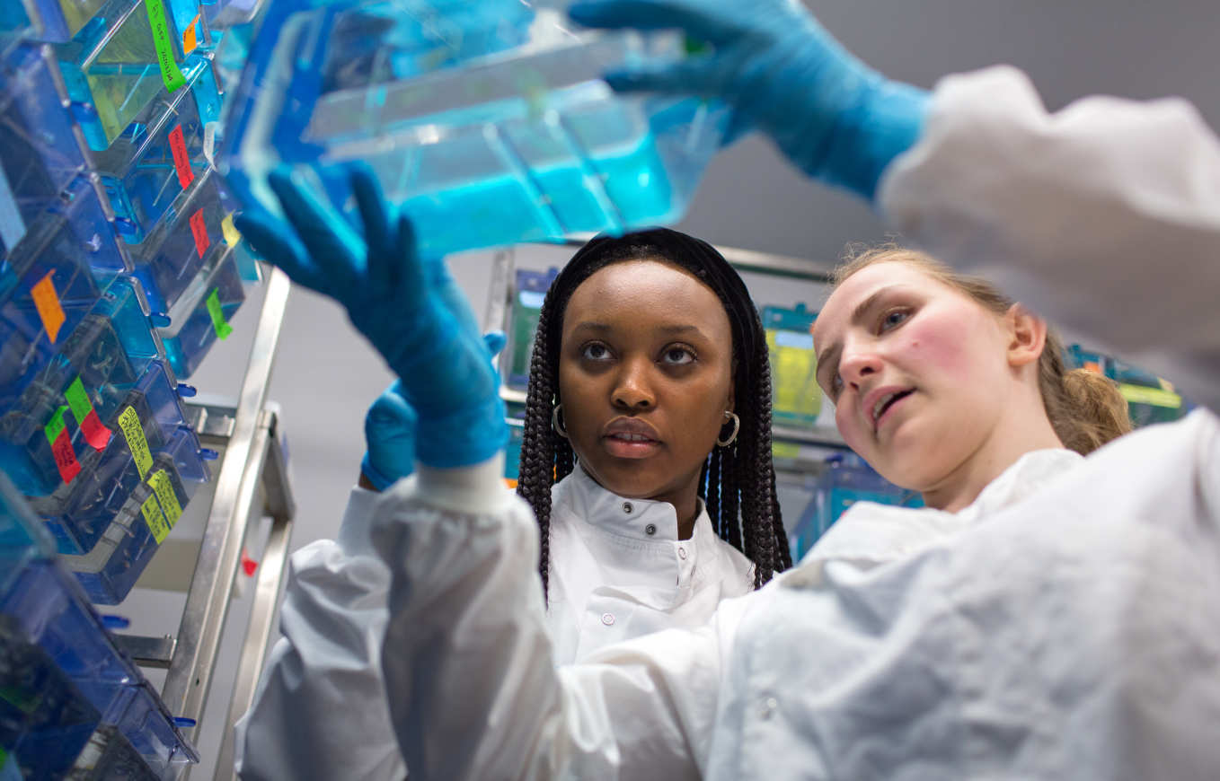 Students working with zebra fish in the Dallman Lab