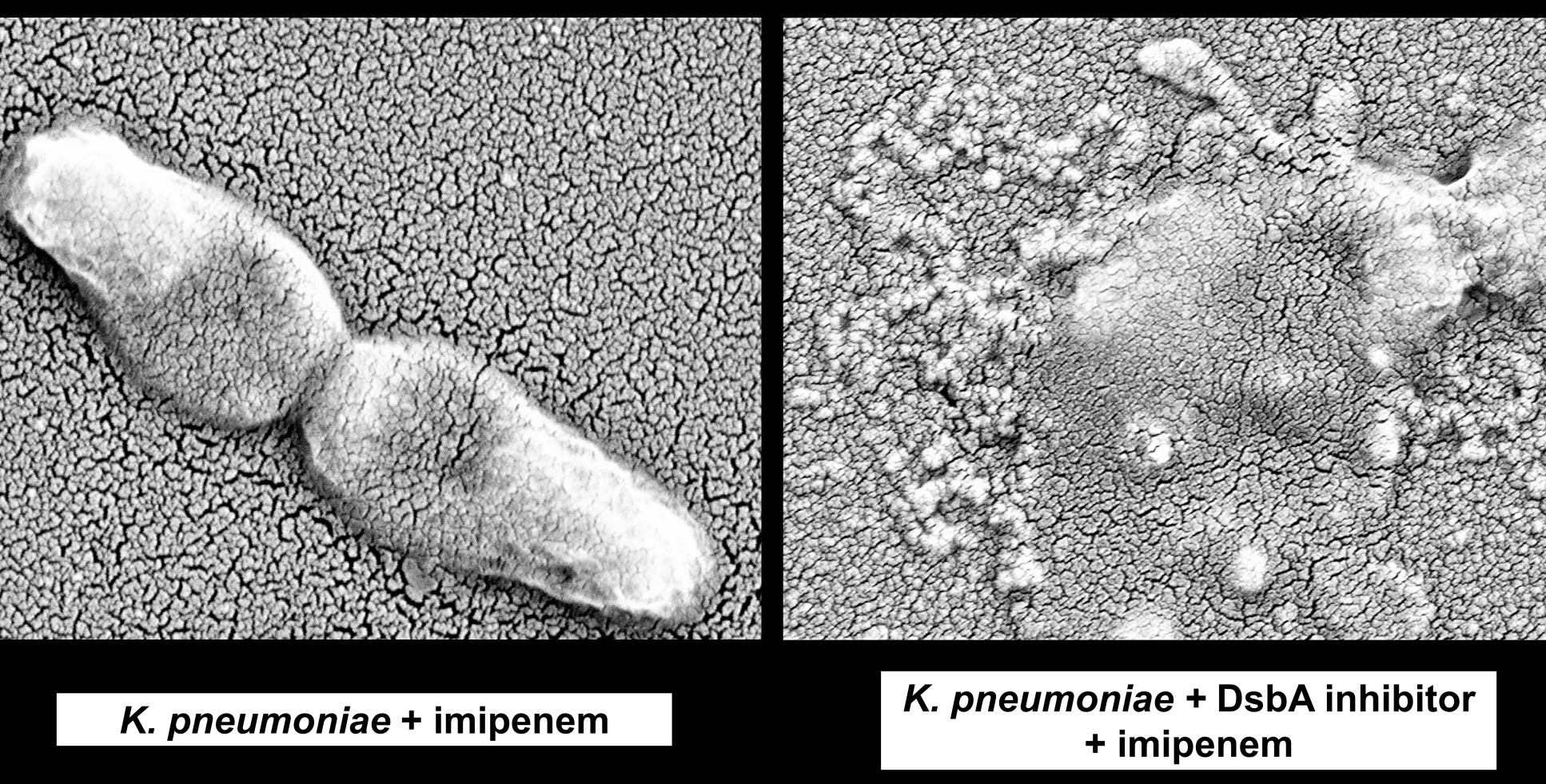 Comparison of K. pneumoniae treated with antibiotics (left) and with antibiotics and a DsbA inhibitor (right)