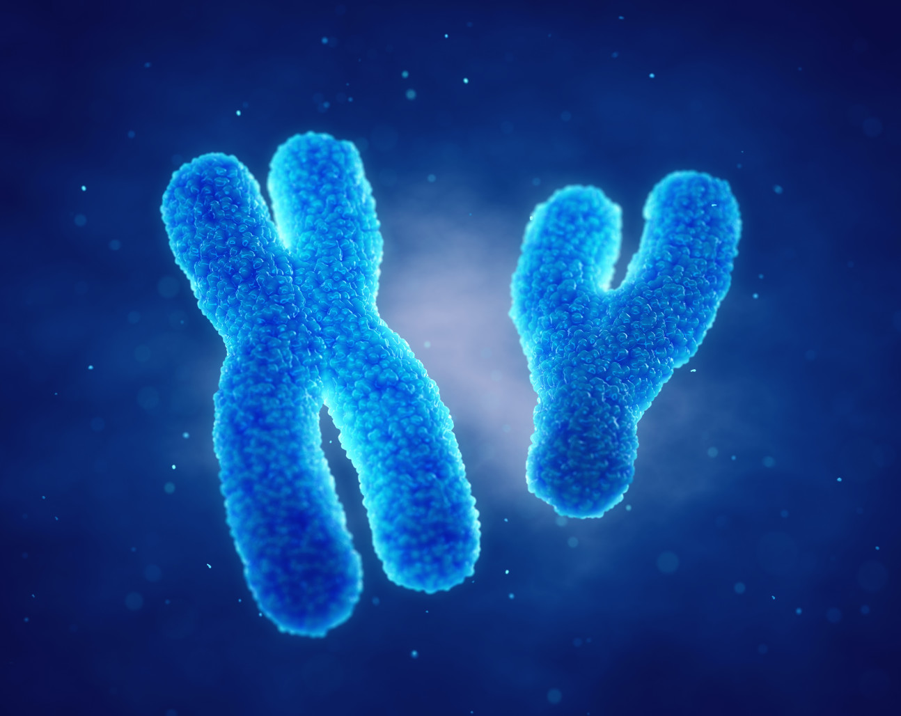 An illustration of X and Y chromosomes