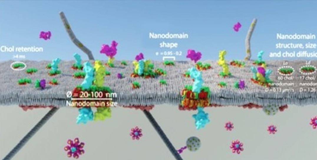 Plasma membrane