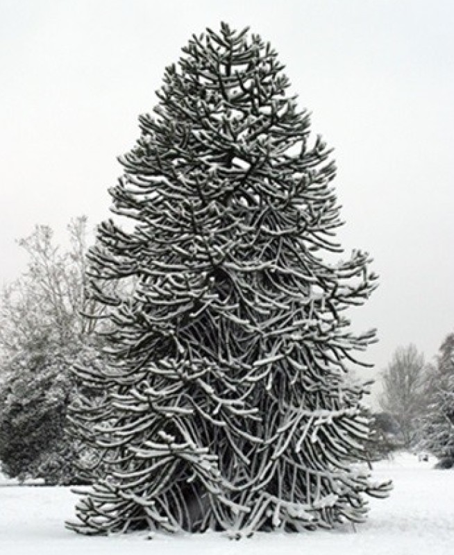 A tree in the snow