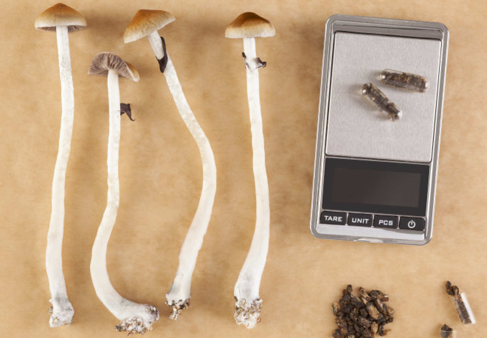 Photo of magic mushrooms