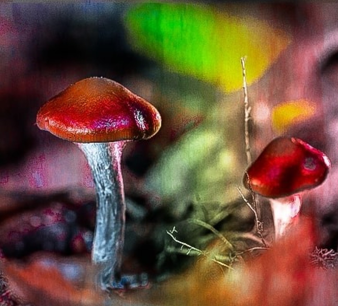 Photo showing two mushrooms with subtle psychedelic discolouration