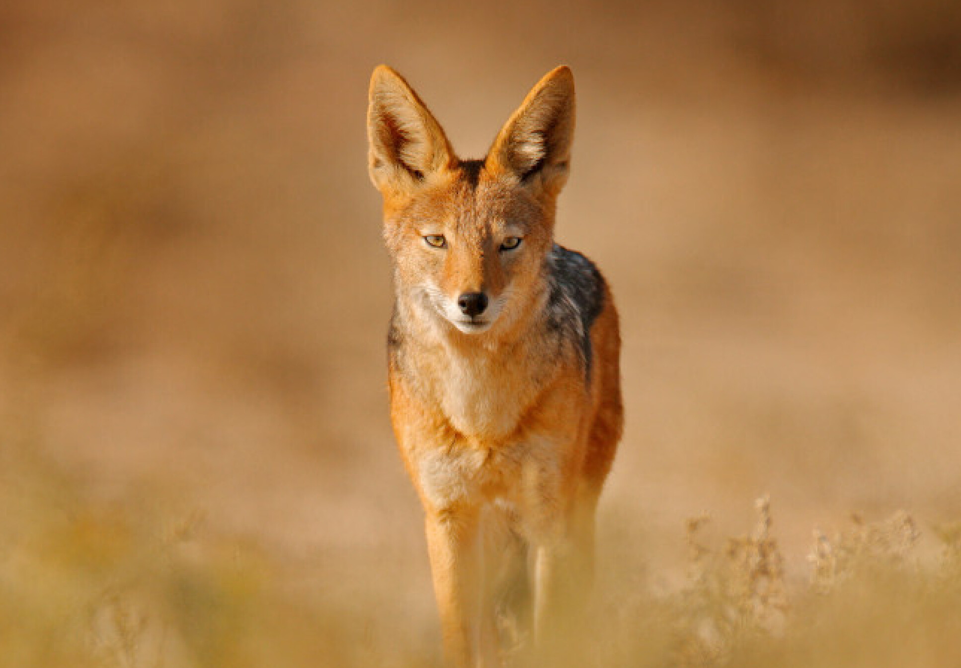 A jackal, a medium-sized canid native to Africa and Eurasia