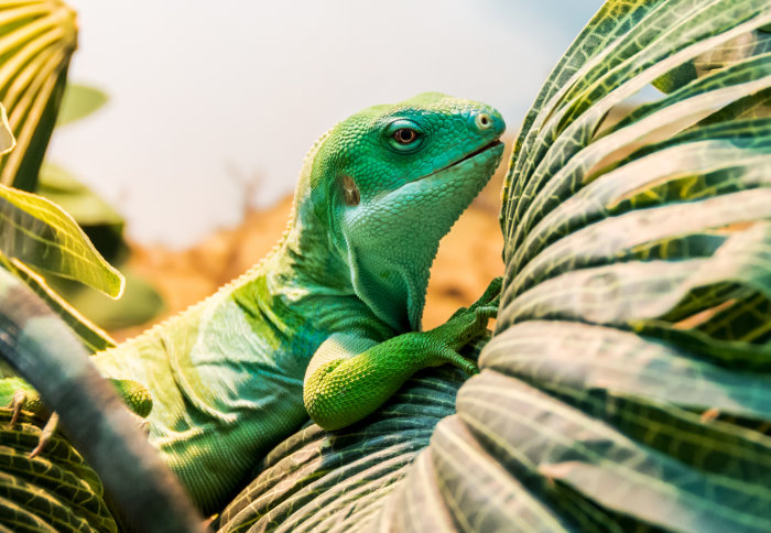 A green iguana on palm leaves