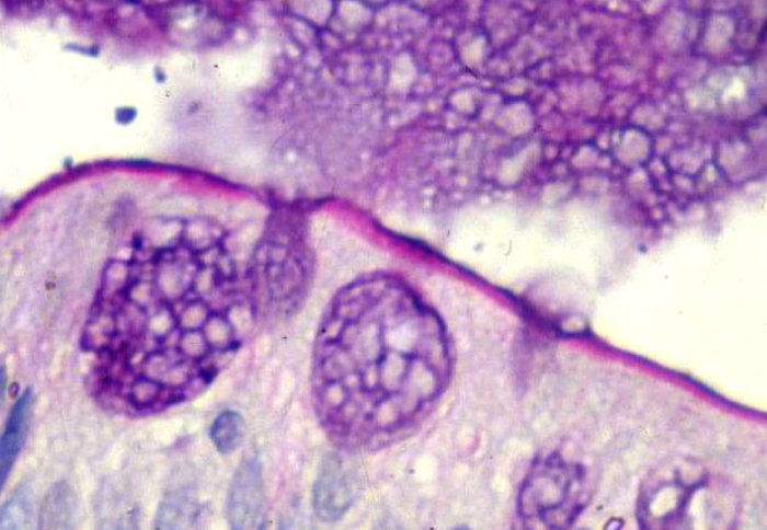 Small intestinal epithelial cell