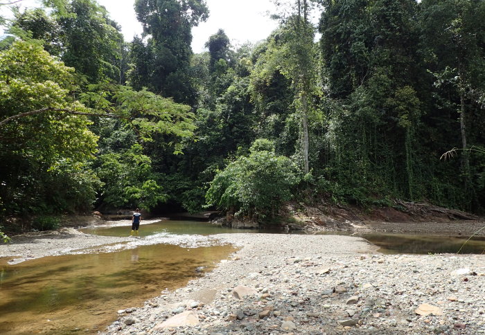 A wide shallow stream in a rainforest