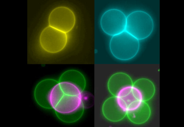 Colourful circles arranged in various patterns