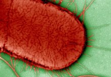 Virus’s bug-busting tactics inspire new approach to tackling infections