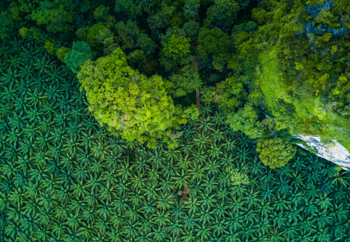 Aerial view of palm oil plantation next to forest