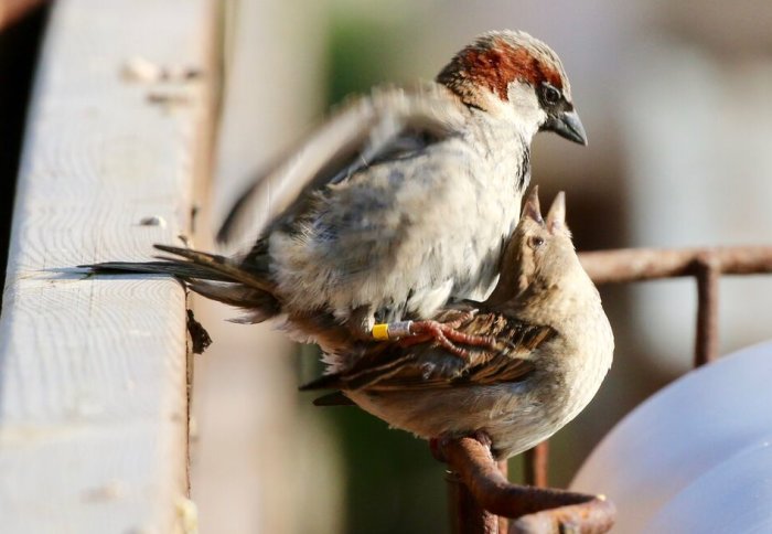 Two sparrows mating